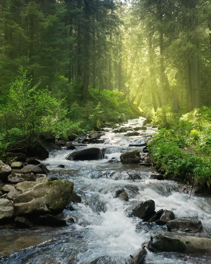 Immagine cover del sito Tindal: paesaggio naturale con fiume e foresta illuminata dal sole, simbolo di salute e benessere