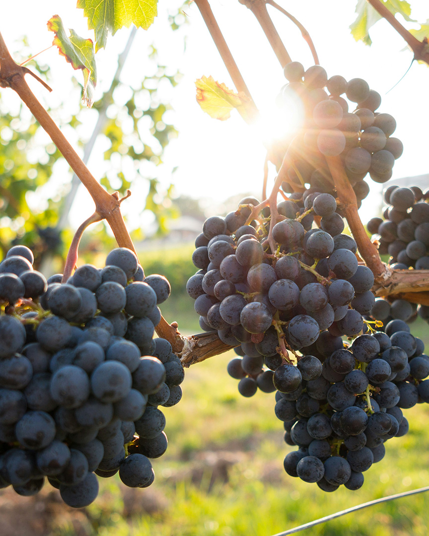 Grappoli di uva nera illuminati dal sole al tramonto, immagine di copertina per il case study di Unione Italiana Vini
